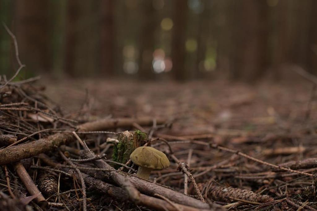 Wald-Apartment Limabach - Oberfrohna Eksteriør billede