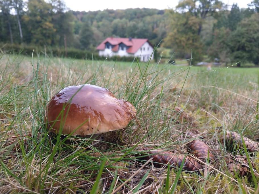 Wald-Apartment Limabach - Oberfrohna Eksteriør billede
